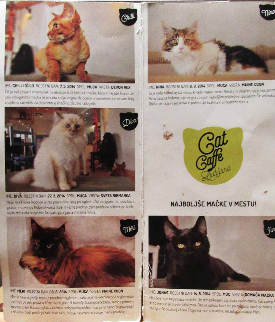 Cat Menu
