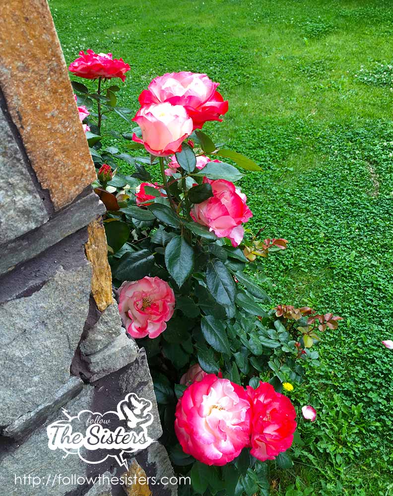 This is what good garden flowers look like
