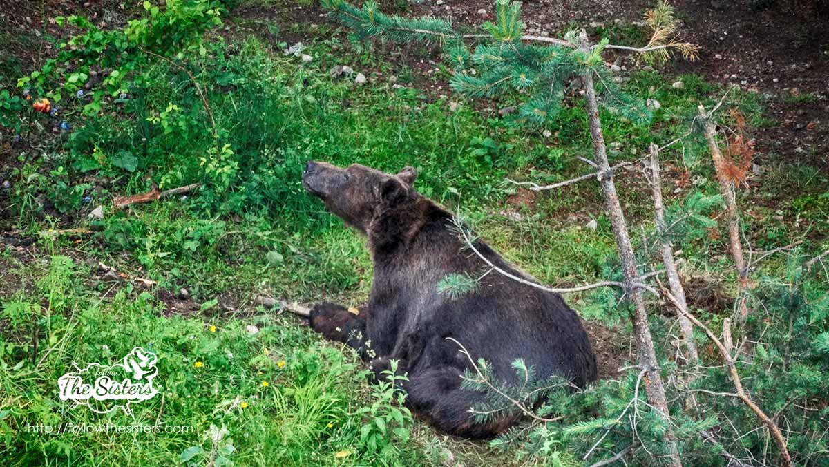 Baloo the bear