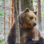 Dancing bears park Belitsa