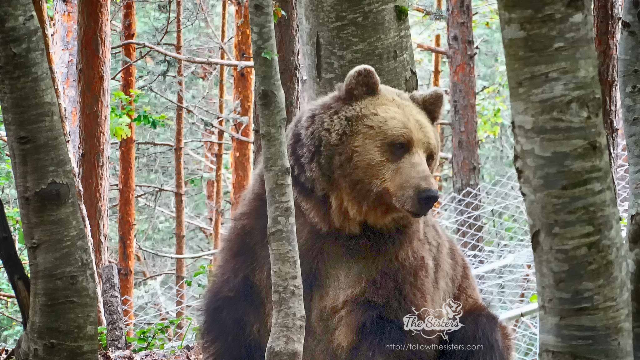 Dancing bears park Belitsa