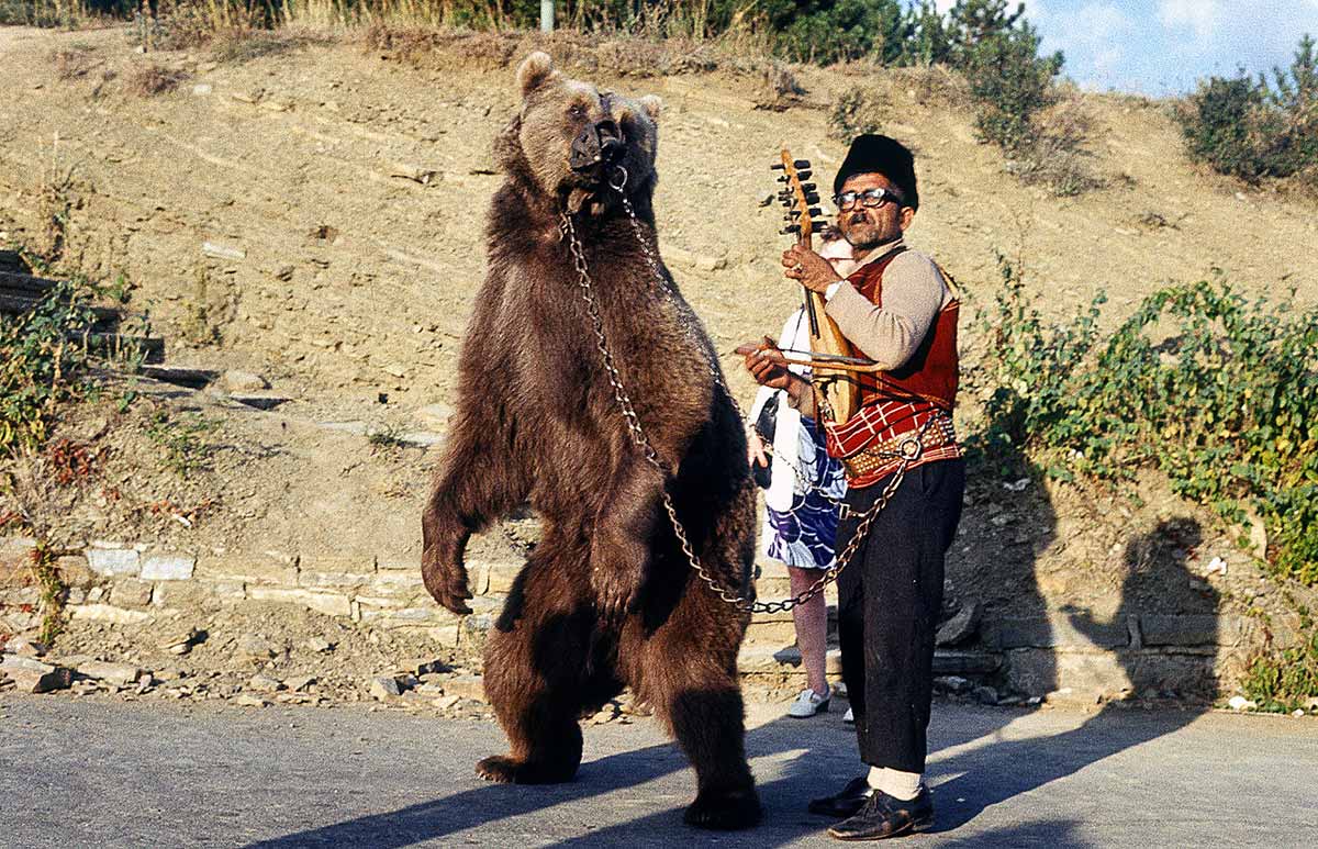 Dancing bear in Bulgaria
