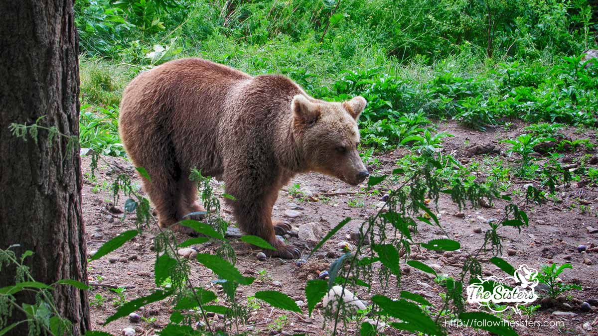 New life for the bears in Belitsa
