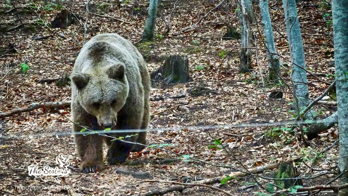 One of the most hurt bears in the dancing bears park