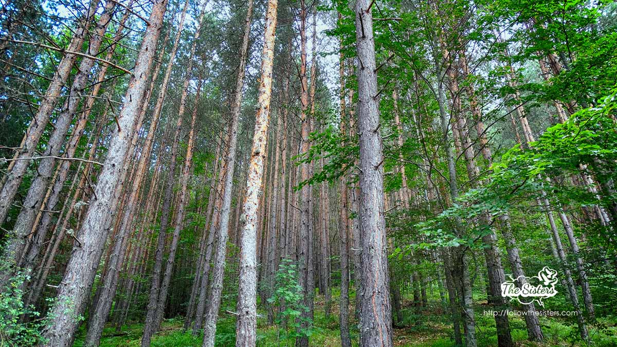 The forest around the dancing bears park in Belitsa