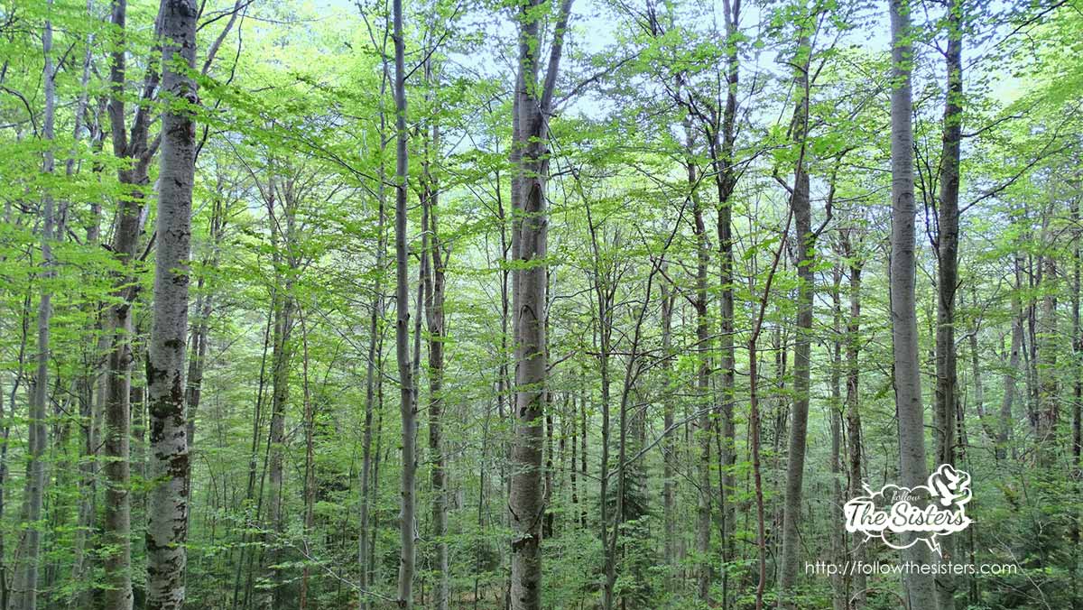 The magical forest around the cave of St Ivan Rilski