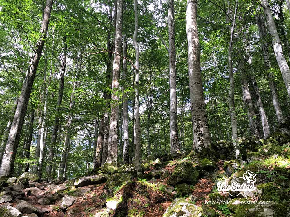 When it's sunny in the forest