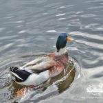 duck in the lake of park Rila