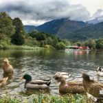 the ducks in park Rila, Dupnitsa