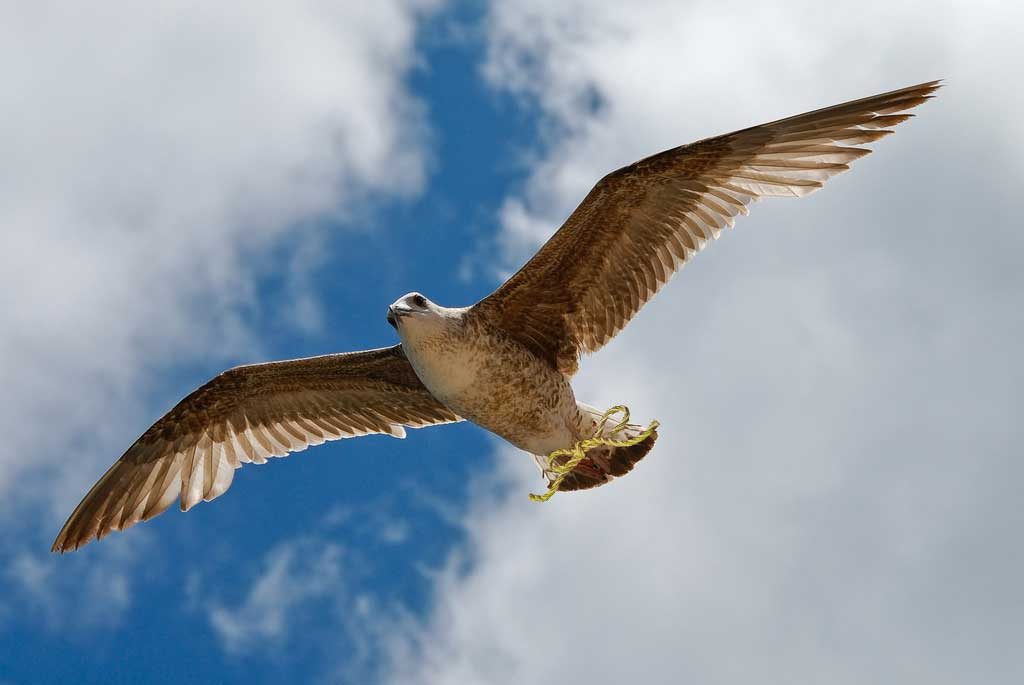Falcon with a golden strand