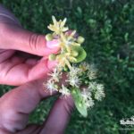 Fake versus real linden blossom