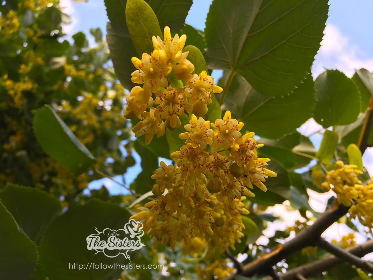 Linden blossom