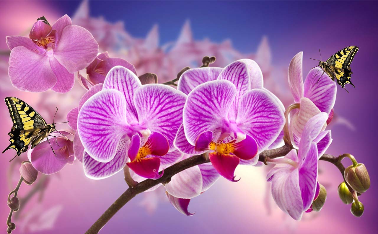 When appropriate send purple orchids