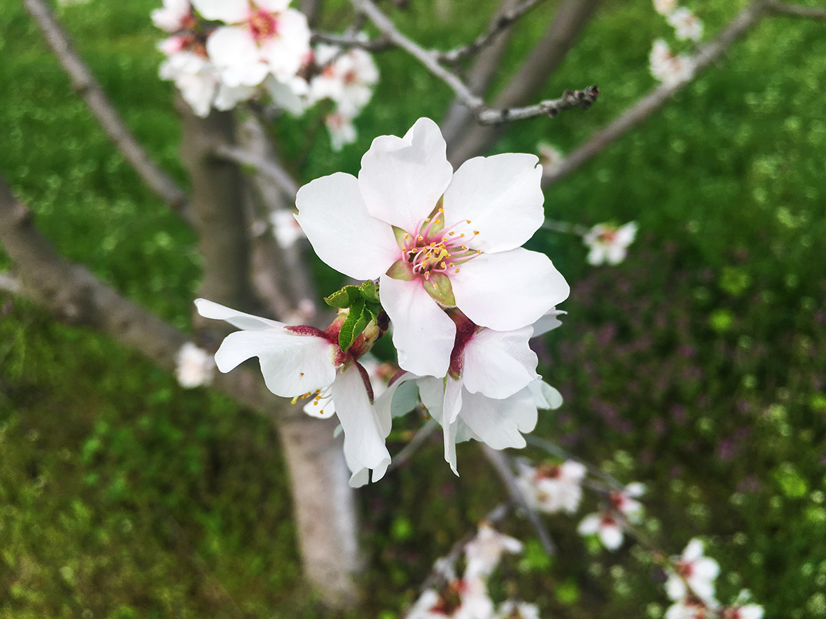 Blooming cherries Zhitnitsa