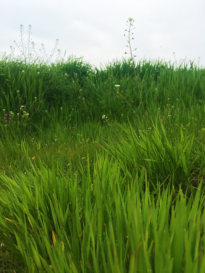 Green fields around Zhitari