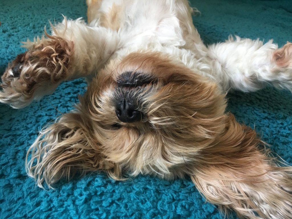 Happy dog in it's London flat
